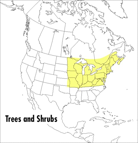 A Field Guide to Trees and Shrubs: Northeastern and north-central United States and southeastern and south-central Canada (Peterson Field Guides) - Click to Buy