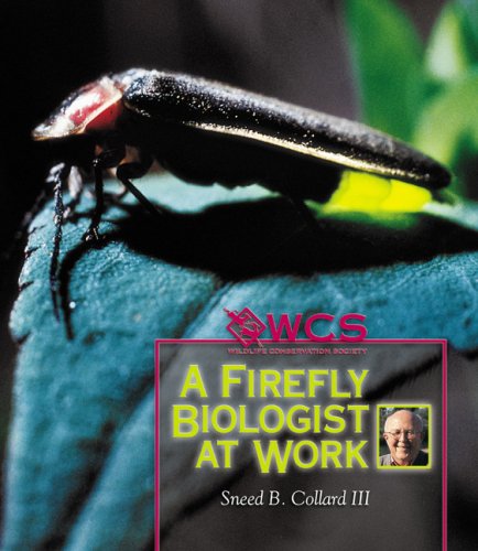 A Firefly Biologist at Work - Click to Buy