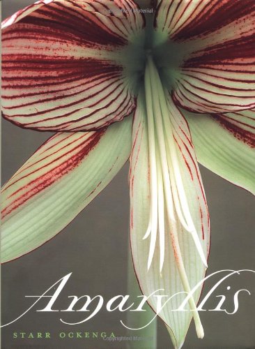 Amaryllis - Click to Buy