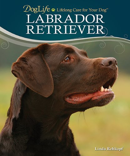 Labrador Retriever - Click to Buy