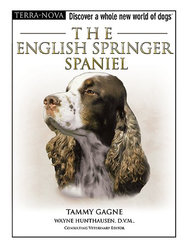 The English Springer Spaniel - Click to Buy