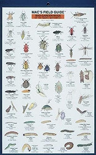 Mac's Field Guide: Bad Garden Bugs of The Pacific Northwest : Good Garden Bugs of The Pacific Northwest