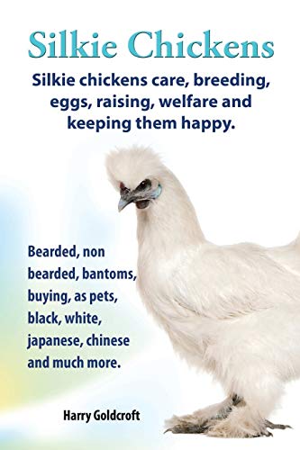 . Silkie Chickens. Silkie Chickens Care, Breeding, Eggs, Raising, Welfare and Keeping Them Happy, Bearded, Non Bearded, Bantoms, Buying, as Pets, Blac - Click to Buy