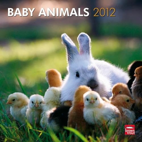Baby Animals 2012 Calendar - Click to Buy