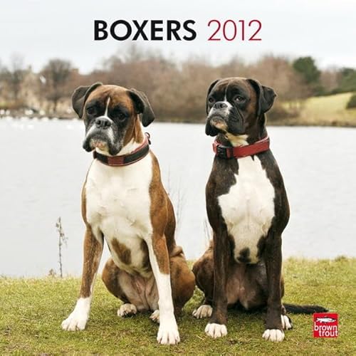 Boxers 2012 Calendar - Click to Buy