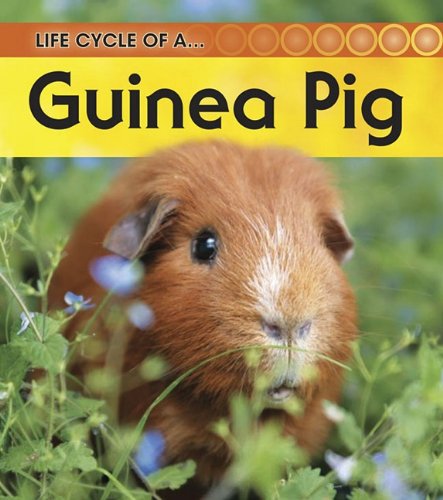 Life Cycle of a Guinea Pig - Click to Buy
