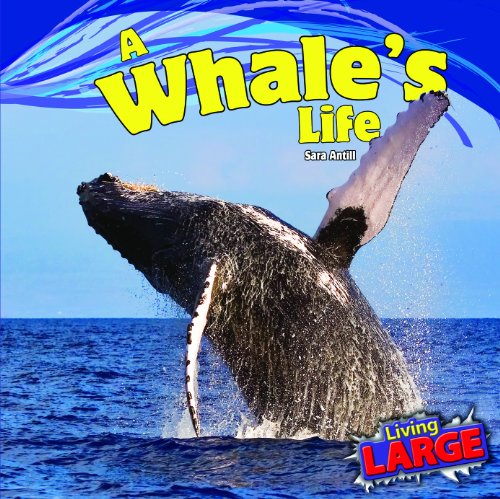 A Whale's Life - Click to Buy