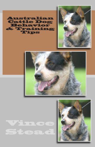 Australian Cattle Dog Behavior & Training Tips - Click to Buy