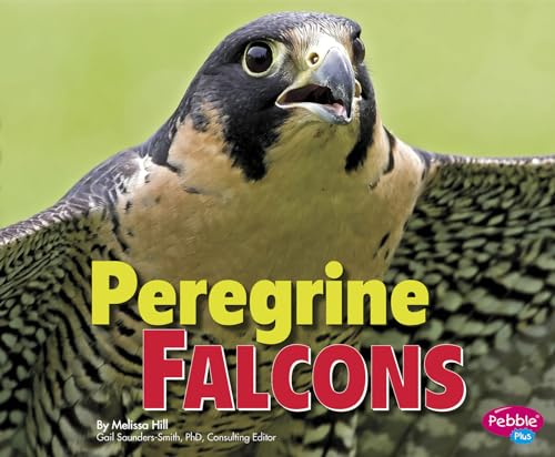 Peregrine Falcons - Click to Buy