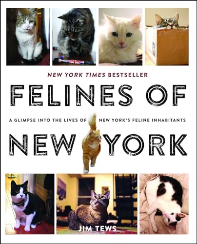 Felines of New York: A Glimpse Into the Lives of New York's Feline Inhabitants