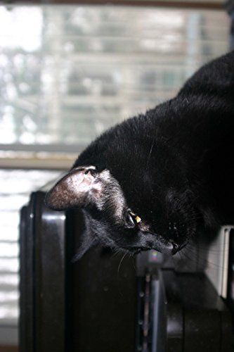 The Bombay Cat Journal "Should I Go Inside or Outside or Inside...?": 150 page lined notebook/diary