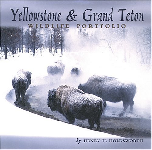 Yellowstone & Grand Teton Wildlife Portfolio - Click to Buy