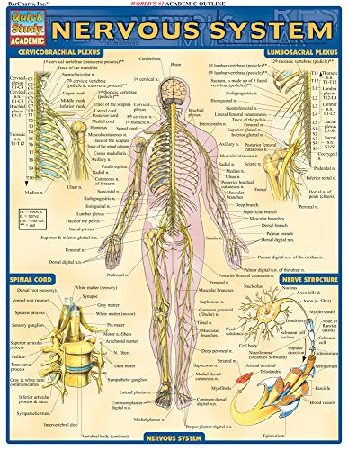 Nervous System: QuickStudy Laminated Reference Guide - Click to Buy