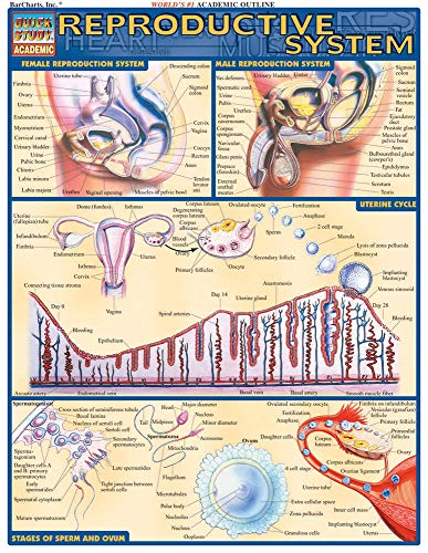 Reproductive System - Click to Buy