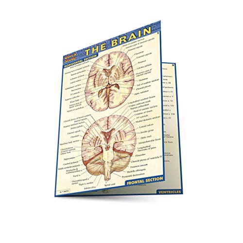Brain (Quick Study) - Click to Buy