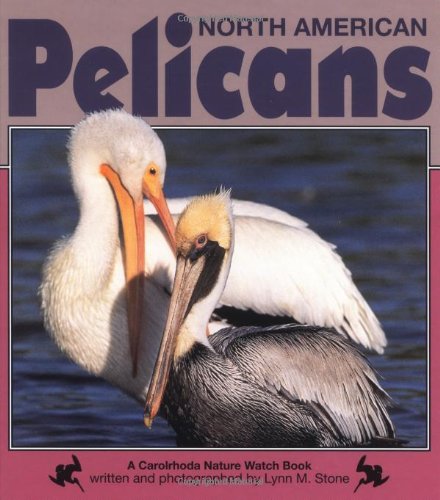 North American Pelicans (Nature Watch) - Click to Buy