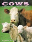 Cows: A Portrait of the Animal World - Click to Buy