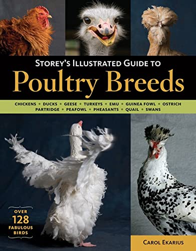 Storey's Illustrated Guide to Poultry Breeds: Chickens, Ducks, Geese, Turkeys, Emus, Guinea Fowl, Ostriches, Partridges, Peafowl, Pheasants, Quails, Swans - Click to Buy