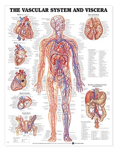 Vascular System and Viscera Anatomical Chart - Click to Buy