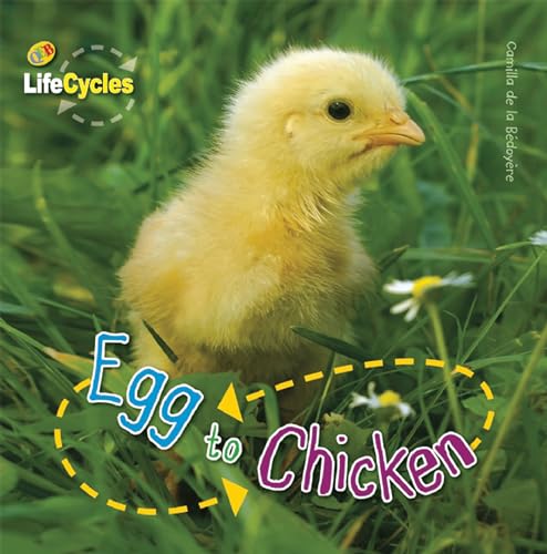 Egg to Chicken (LifeCycles) - Click to Buy