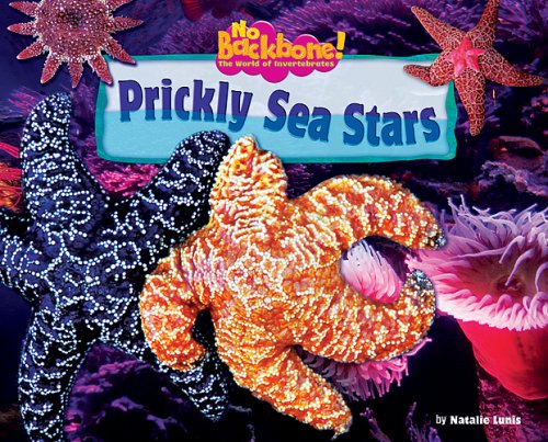 Prickly Sea Stars - Click to Buy