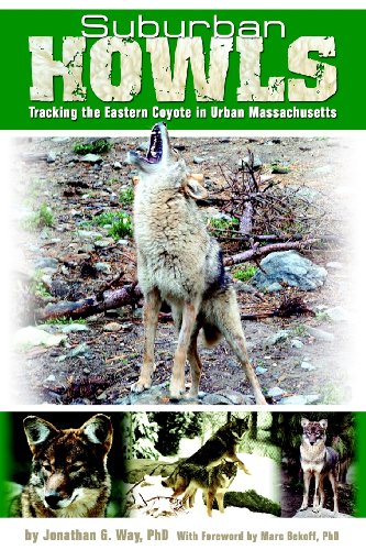 Suburban Howls: Tracking the Eastern Coyote in Urban Massachusetts - Click to Buy