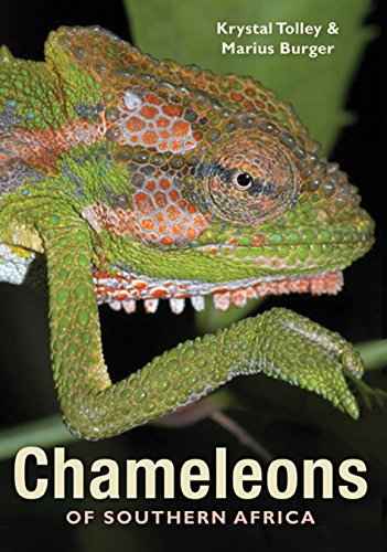 Chameleons of Southern Africa - Click to Buy