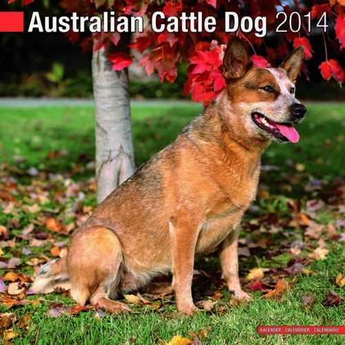Australian Cattle Dog 2014 Wall Calendar - Click to Buy