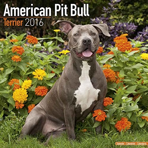 American Pit Bull Terrier Calendar - Only Dog Breed American Pit Bull Terriers Calendar - 2016 Wall calendars - Dog Calendars - Monthly Wall Calendar by Avonside - Click to Buy