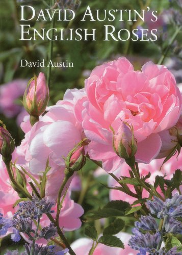 David Austin's English Roses - Click to Buy