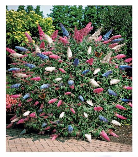 BALDUR Garten dreifarbiger Schmetterlingsstrauch 'Papillion Tricolor', 1 Pflanze, Buddleja davidii, Buddleia Schmetterlingsflieder, Sommerflieder, winterhart, trockenresistent, bienenfreundlich - Click to Buy