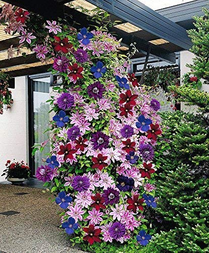 CLEMATIS ~Mixed Colors~ Wonderful large blooms 20+ Perennial Vine Seeds - Click to Buy