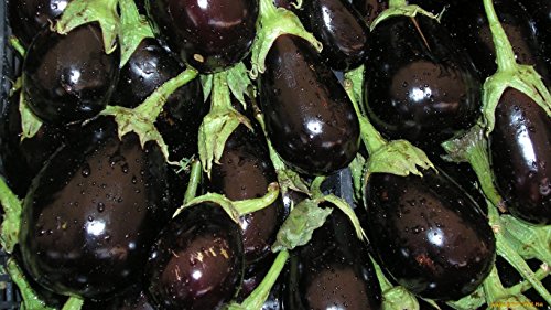 Eggplant Black Beauty Seeds Vegetable Original from Ukraine 0.5 Gram - Click to Buy