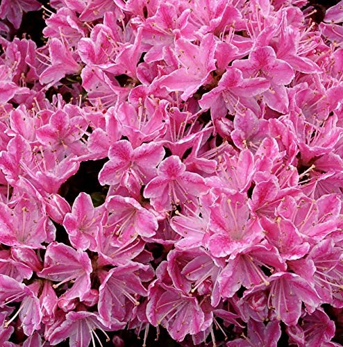 Portal Cool Azalea Kermesina Rose - Anlage In 9cm Topf