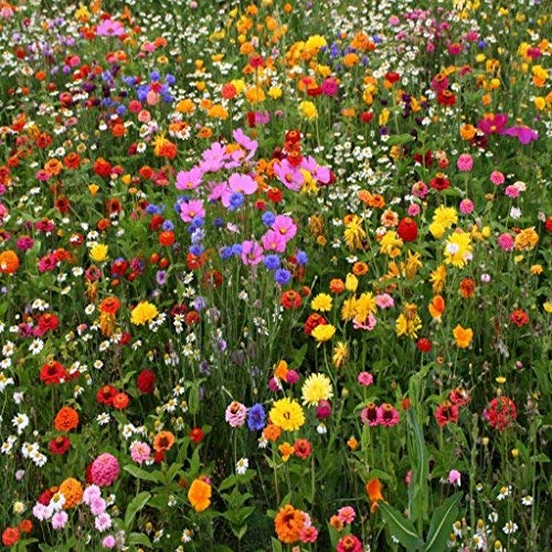 1200 Bird Butterfly Bees Wildflower Seeds Mix - Click to Buy