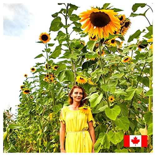 300 pcs Giant Mammoth Sunflower Seeds for Planting in Canada Megapack - Helianthus Annuus - Click to Buy