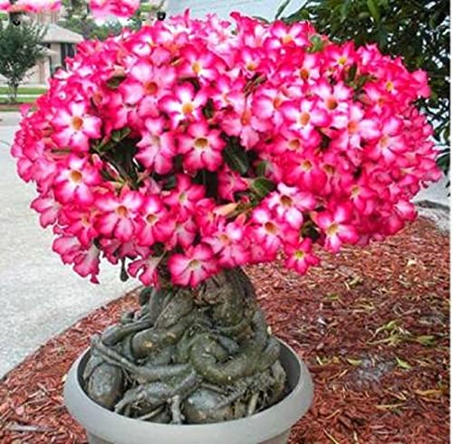 Platone_Adenium PlantAdenimum Sabi star, kudu, mock azalea, impala lily and desert rose xpsl-06Adenimum Sabi star, kudu, mock azalea, impala lily and desert rose xpsl-06