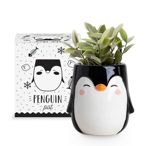 Apa la Papa, Penguin Animal Ceramic Planter for Indoor and Outdoors, 3 x 3 x 4 in., Cute Hand Painted Designed in Argentina, Convenient Drain Hole - Click to Buy