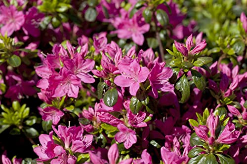 Rhododendron obtusum 'Kermesina Rose' 15-20 cm - Azalee, rosafarbene Blüten, Blütezeit April-Mai, ideal für Kübel und Rabatten, winterhart