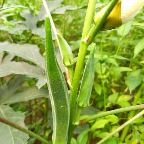 Okra Bhindi Arka Anamika (Bhindi, bamia, Okra) Seeds (15) - Click to Buy